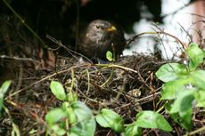 Amsel-4-Tag-2.jpg